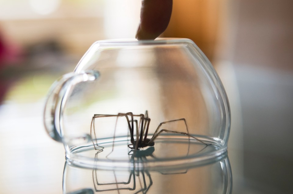 Fans of Mrs Hinch shared their hacks to get rid of spiders crawling around your home