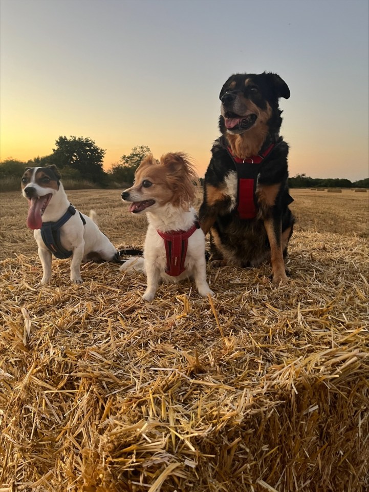 The family were stuck with their three dogs in the car