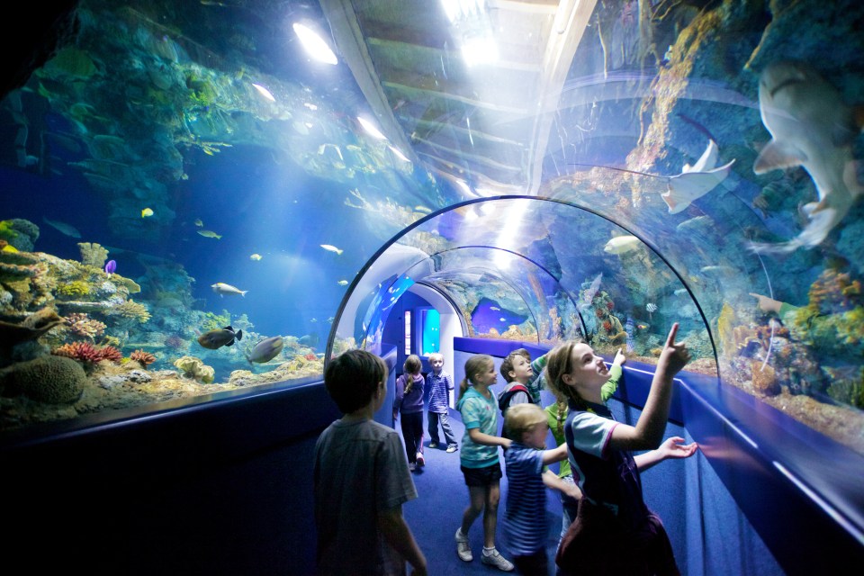 Bristol Aquarium is sure to keep any youngster happy