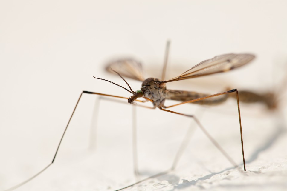 Daddy long-legs spiders come in various species