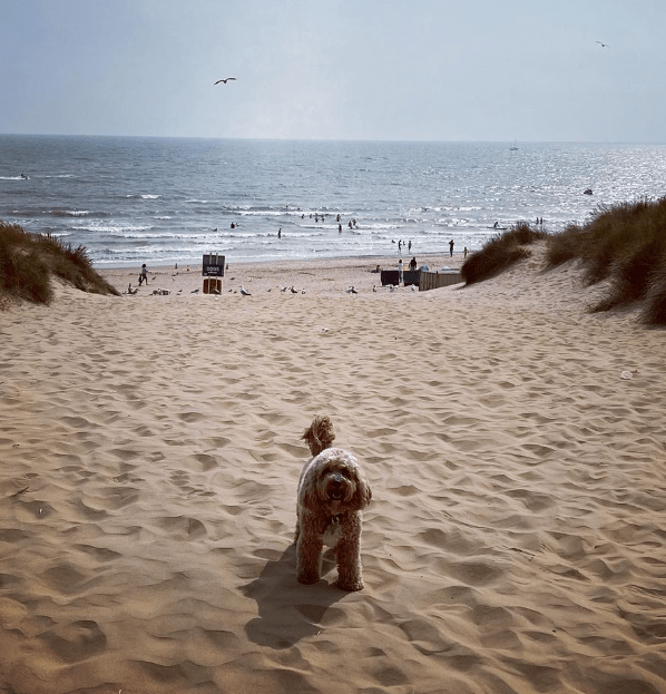 The couple's dog made a shocking discovery on the beach in Camber Sands