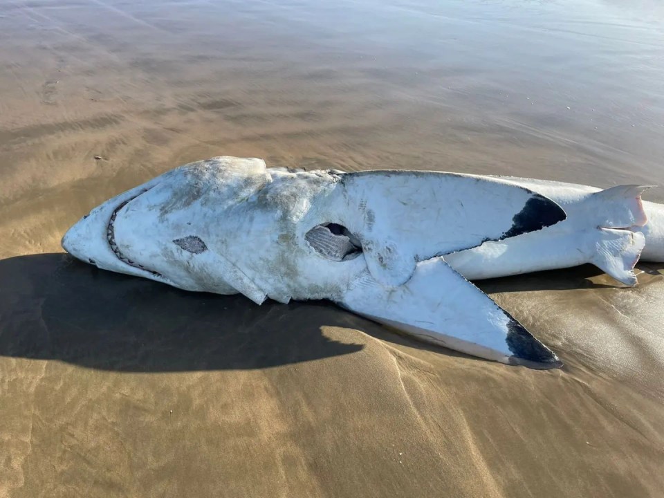 The remains of the shark were found at Hartenbos Beach in Mossel Bay