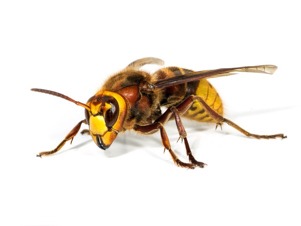 Native hornets, example pictured above, have been ruthlessly beheading the invaders