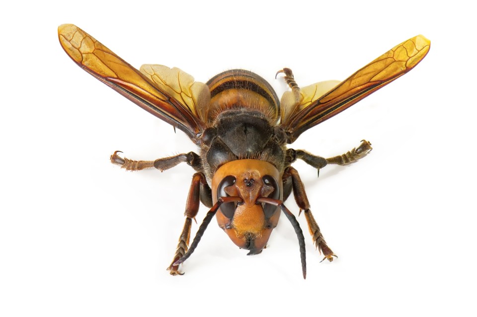 Hordes of killer Asian hornets invading Britain are being wiped out by our home-grown insect hit squads