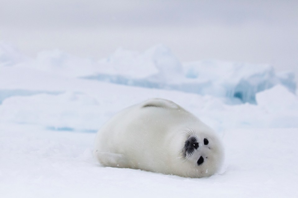 Viewers will be devastated at upcoming scenes in Frozen Planet II