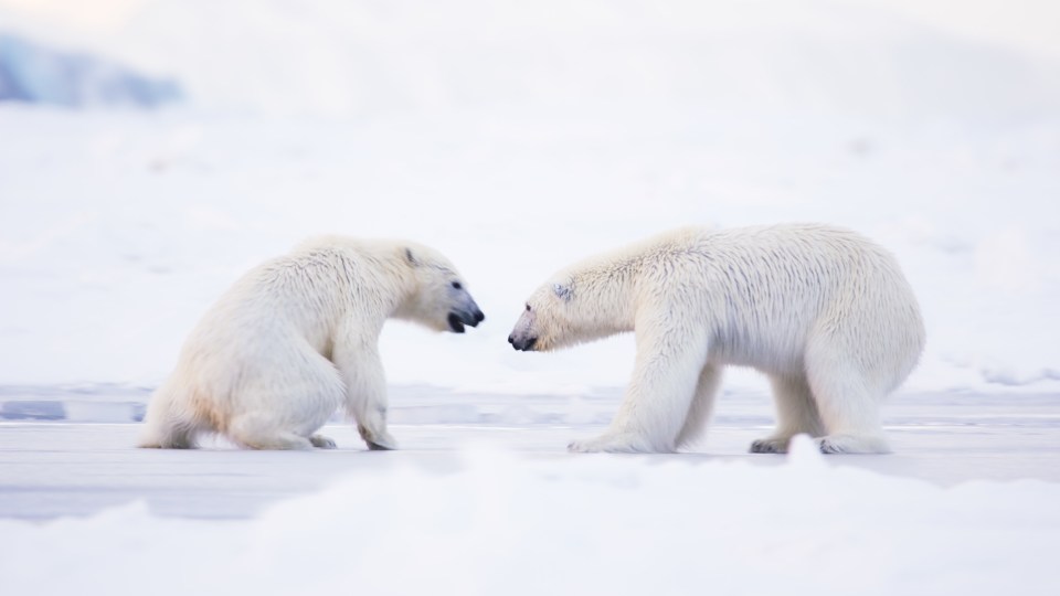 The animals in the coldest climates are facing serious challenges