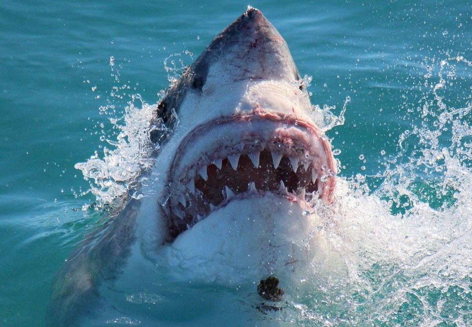 Great white sharks are some of the ocean’s most vicious predators