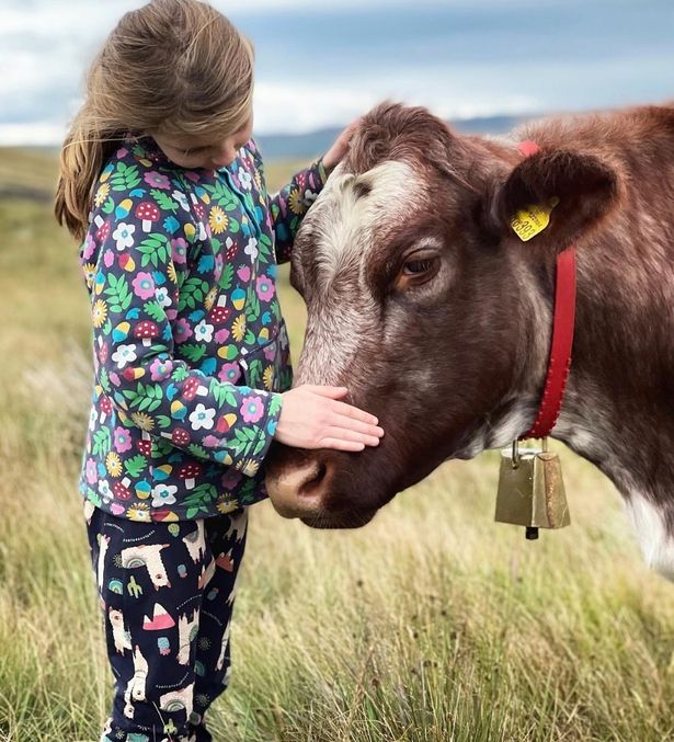 Clammie stroked the cow leading to sweet comments from Amanda's followers