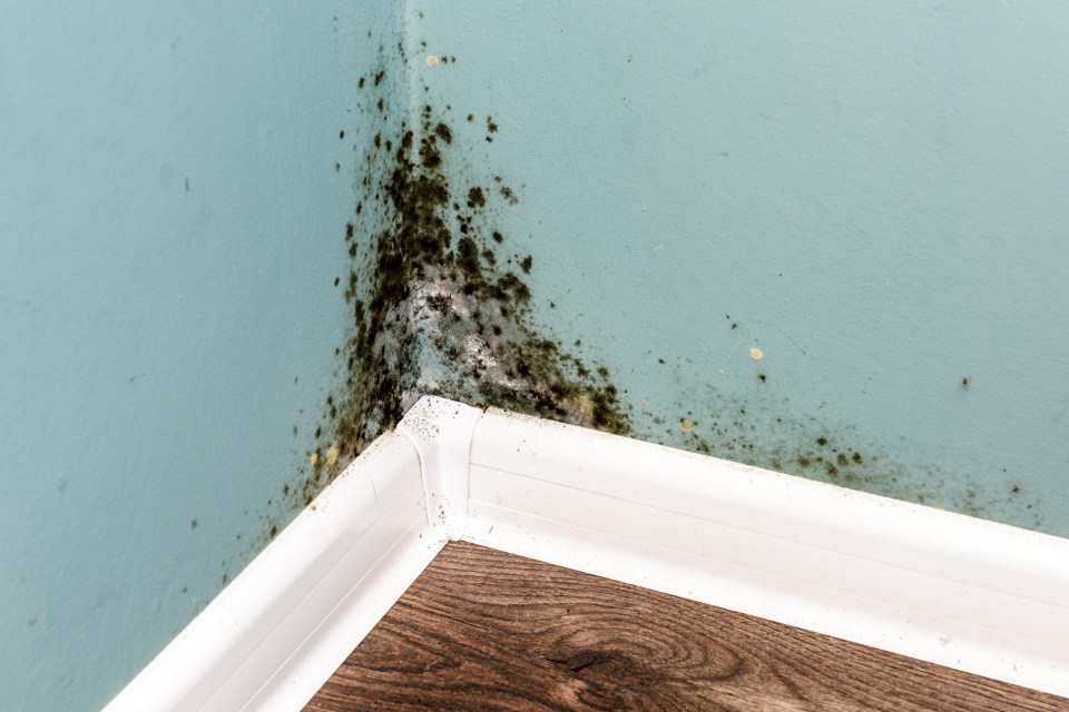 According to the expert, nasty mould can slash the value of your property by a whopping 50 per cent