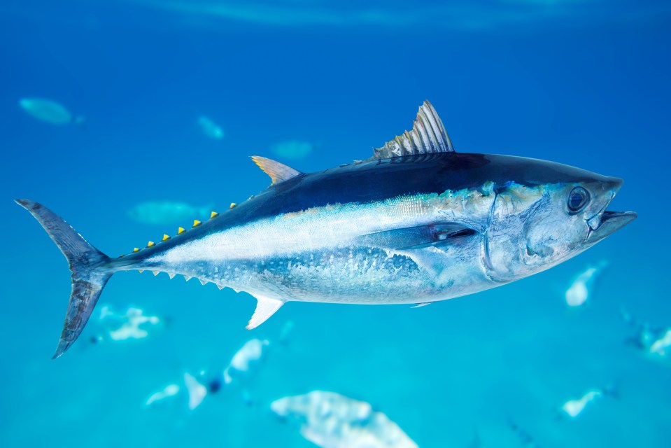 Atlantic bluefun tuna can grow up to 40 stone and 6ft 6 in length