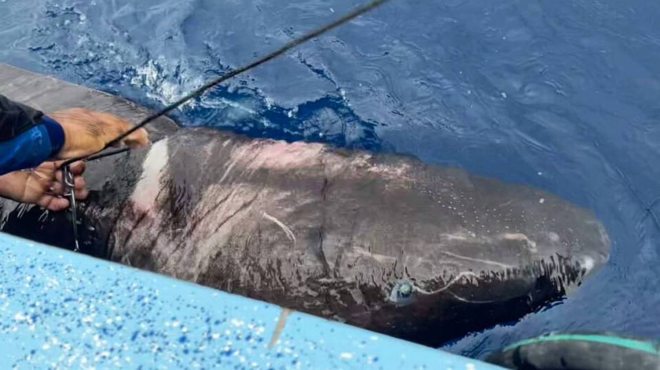 A Greenland shark was spotted in the Caribbean in August this year