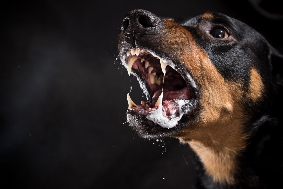 Stock image: The Rottweiler was seized by cops in wake of the horror incident