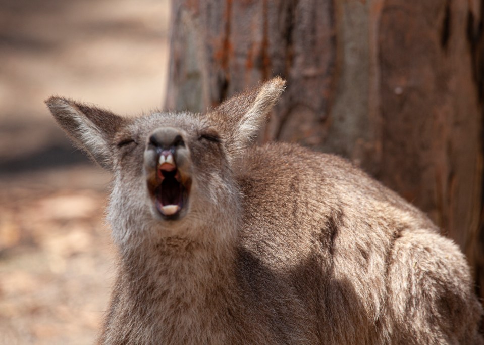 The pensioner was discovered in his Western Australia home following the marsupial attack