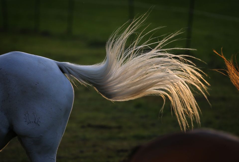 A horse may swish its tail to show it is happy and content