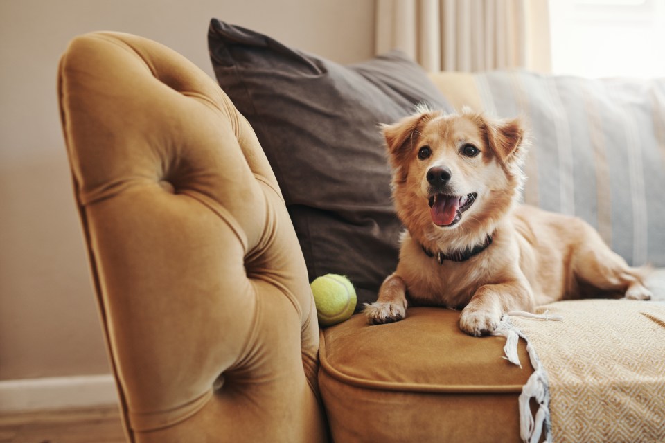 Although we all love pets, the lingering smells can make a huge difference for potential buyers