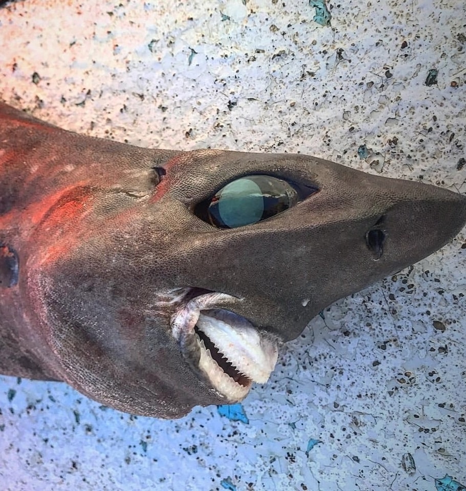 The deep-sea shark with blunging eyes & bizarre teeth is branded ‘stuff of nightmare’ on a Facebook post