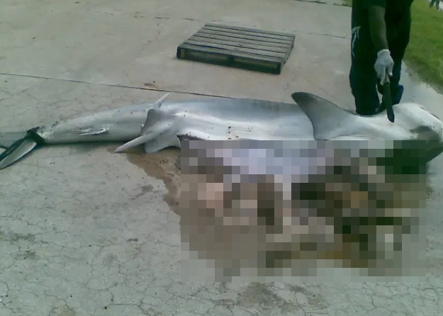 Authorities found the remains of a man inside the shark - except his head