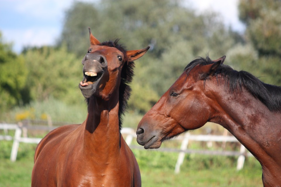 There are a number of reasons why a horse may start flicking its head