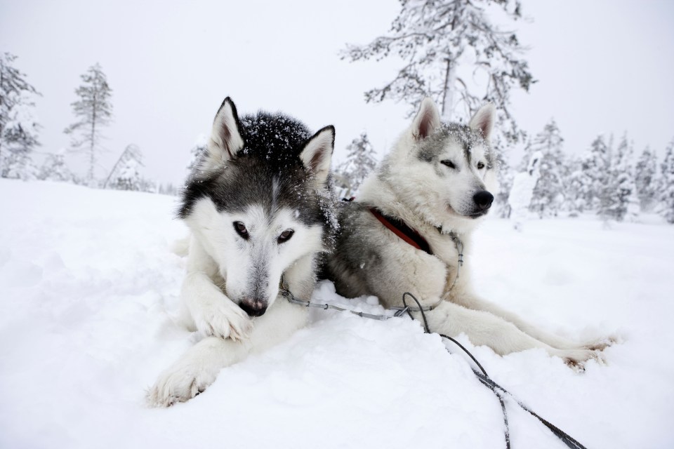 A husky safari through the dark, snowy forest at sunset is exhilarating