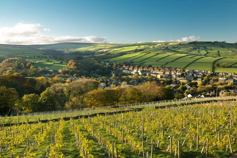 Rising temperatures mean that Yorkshire farmers had bumper crops thanks to the summer heatwave