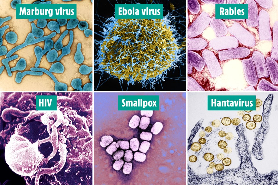 Some viruses we've managed to eradicate with effective vaccines