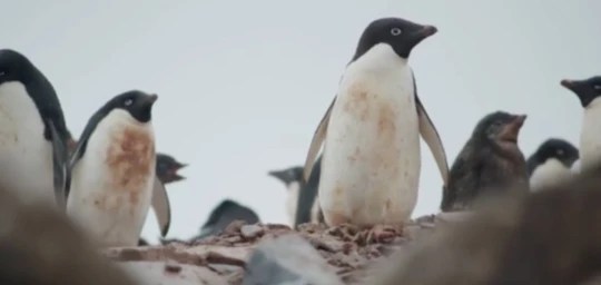 The final edition focused on the Adelie penguins