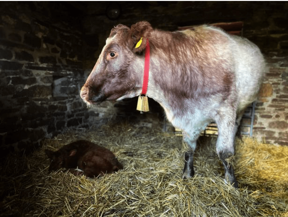 Amanda shared a photo of the mum and her calf