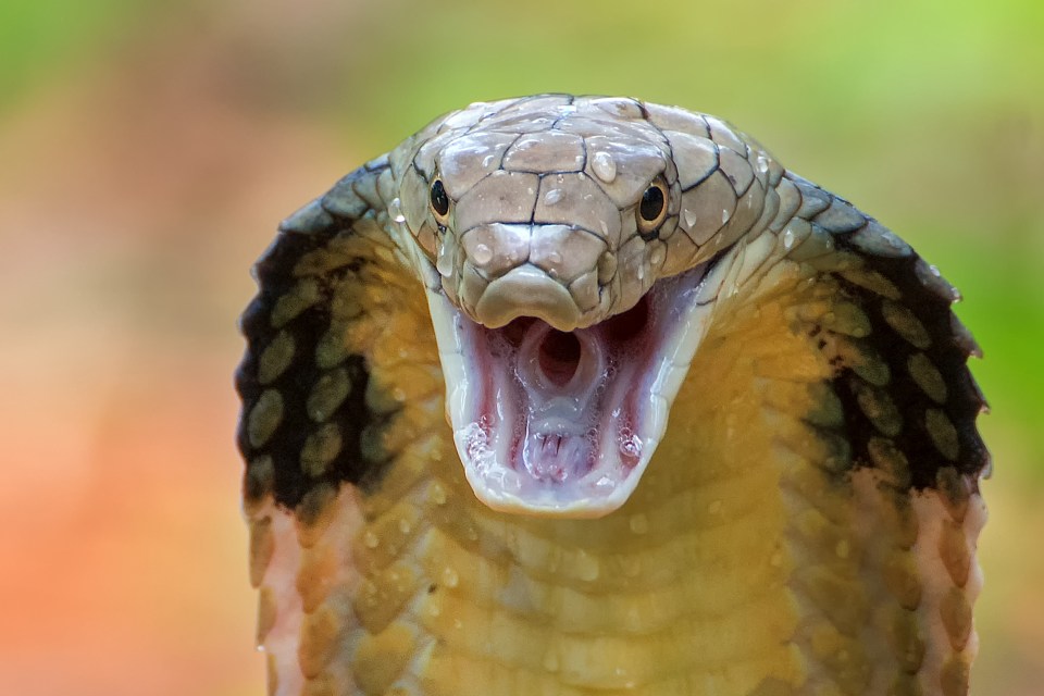 A king cobra has escaped from its cage at a Swedish zoo (stock pic)