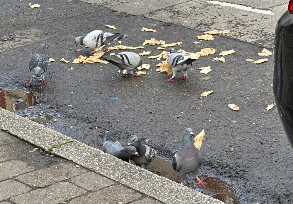 People often dump food items on the streets of Pill