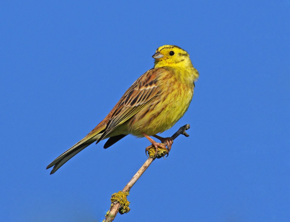 A yellowhammer perched on a branch