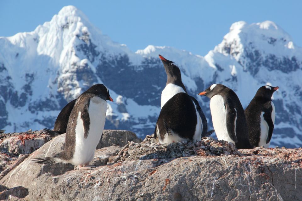 They will also monitor the penguin colony that calls the island home