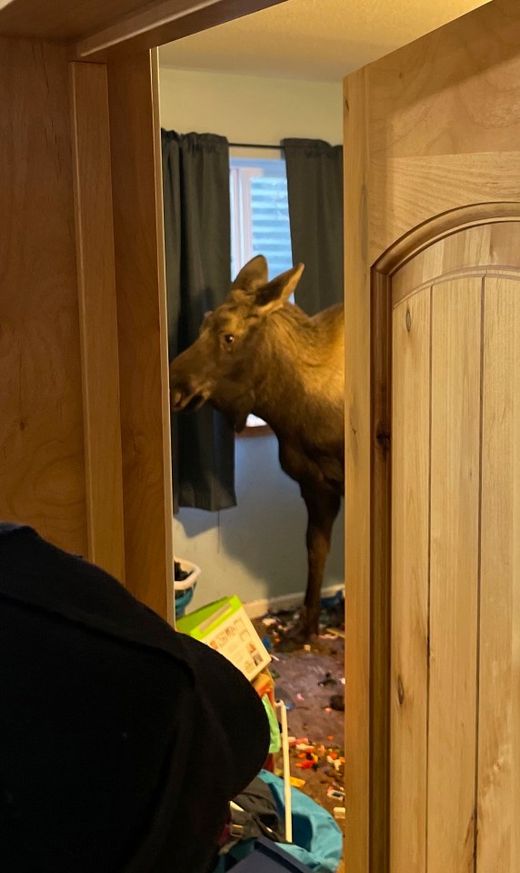 The moose became trapped in the house after falling through a window well