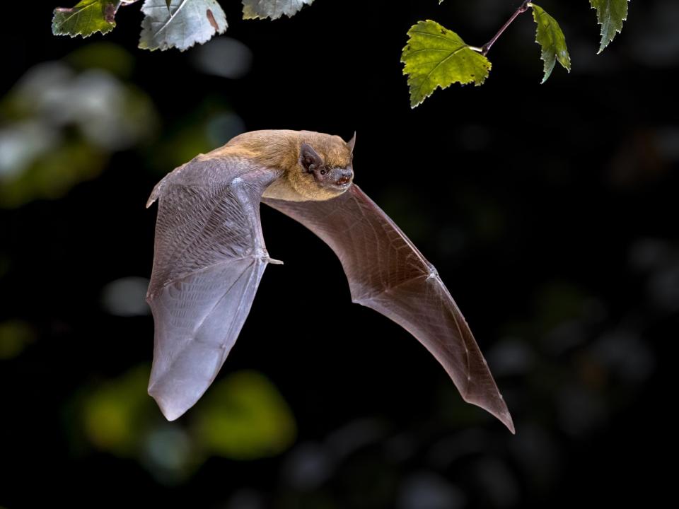 Bats can simultaneously be infected with several viruses which are a risk to humans