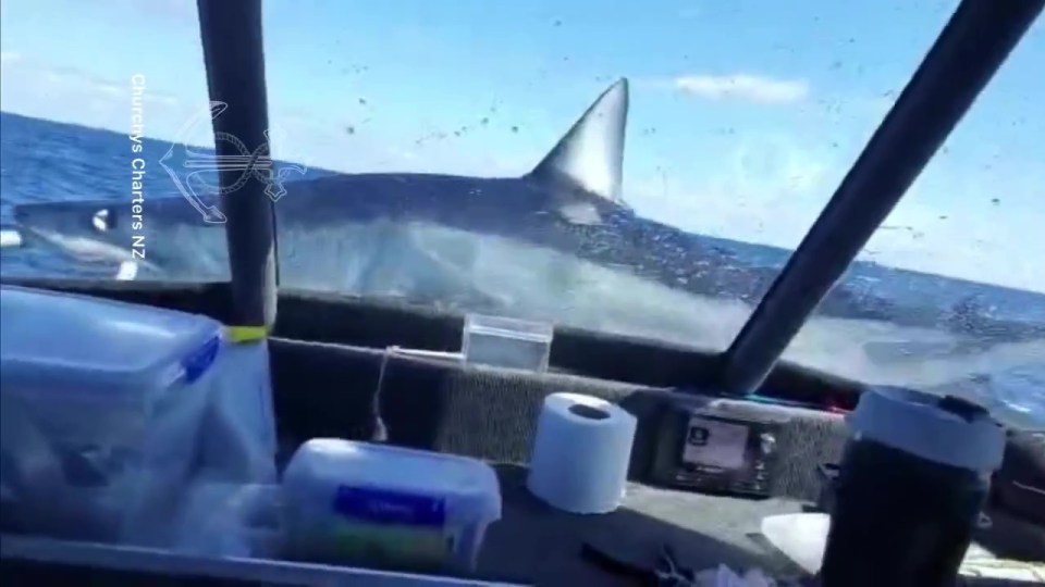 The 330lb shark managed to wriggle back into the water