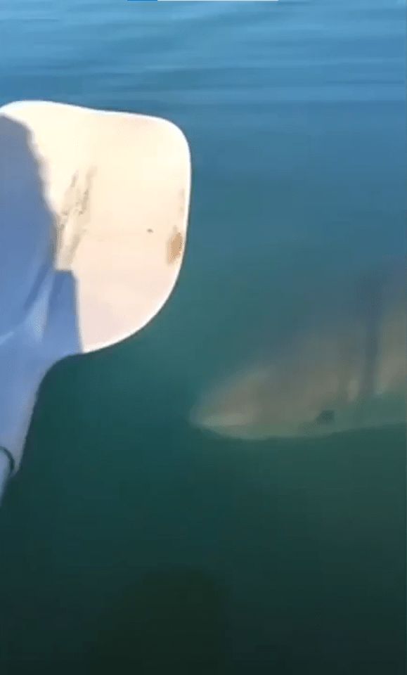 The shark is getting close to the kayak