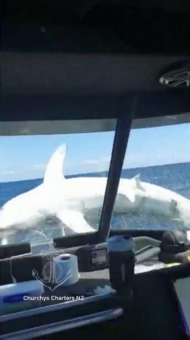 Footage shows the shark thrashing about