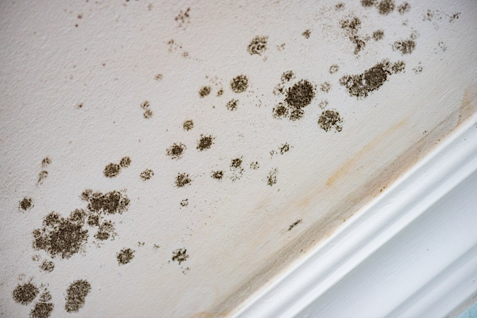 Experts warned that mould can be harmful for your health (stock image)