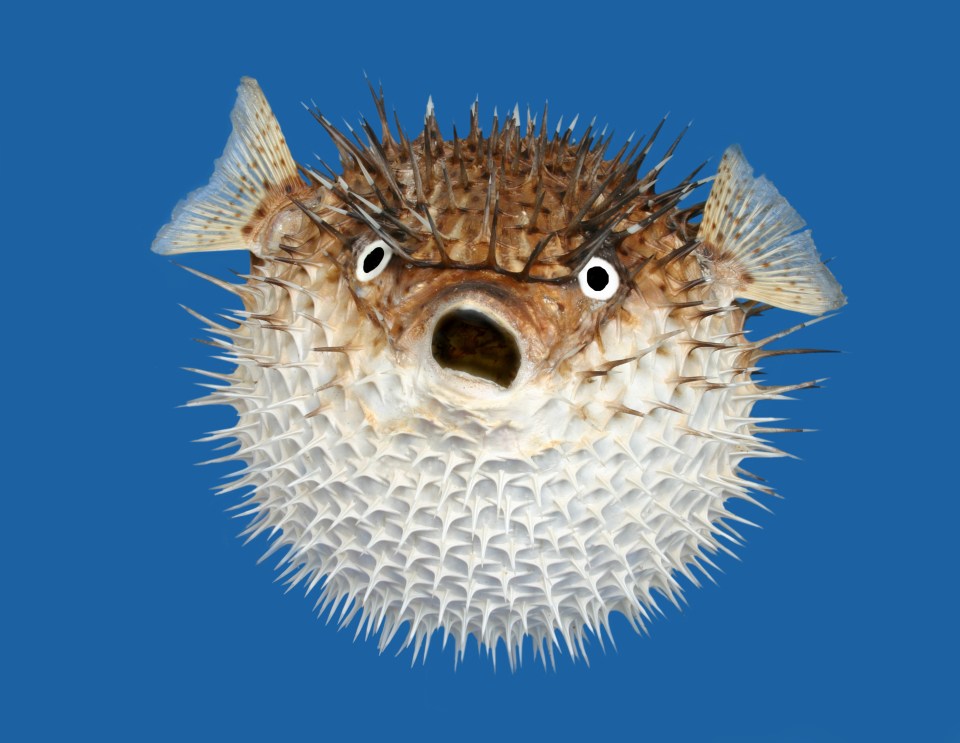 A puffer fish is best avoided even if some decide they are a delicacy