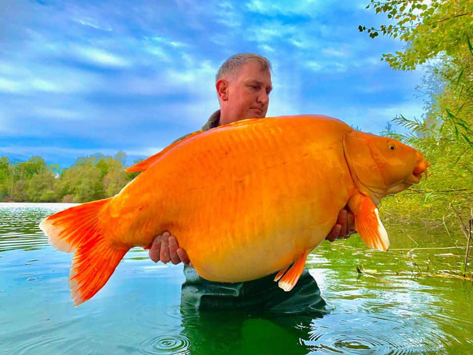 Angler Andy Hackett is celebrating after catching one of the world’s biggest goldfish