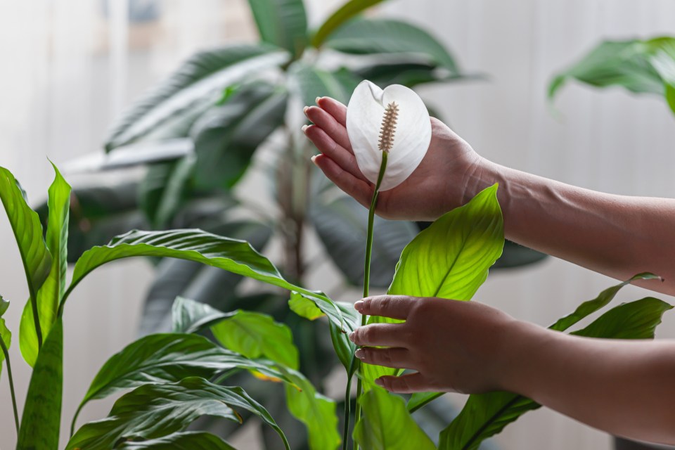 Peace lilies have glossy green leaves and white flowers called spathes