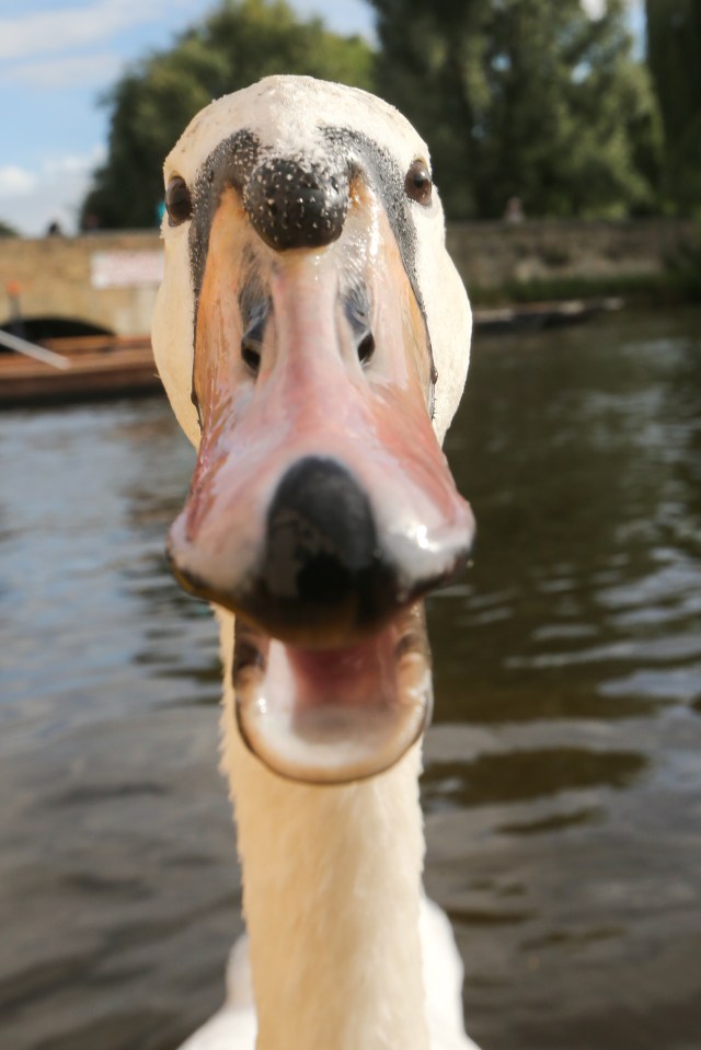 Quick-witted locals joked that the swans had ruffled a few feathers