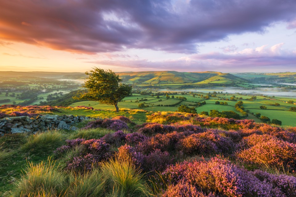 The Peak District National Park at its best with purple heather and a stunning vista at dawn