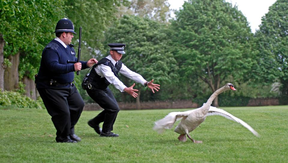 The swan invasion has drawn comparisons with 2007 movie Hot Fuzz