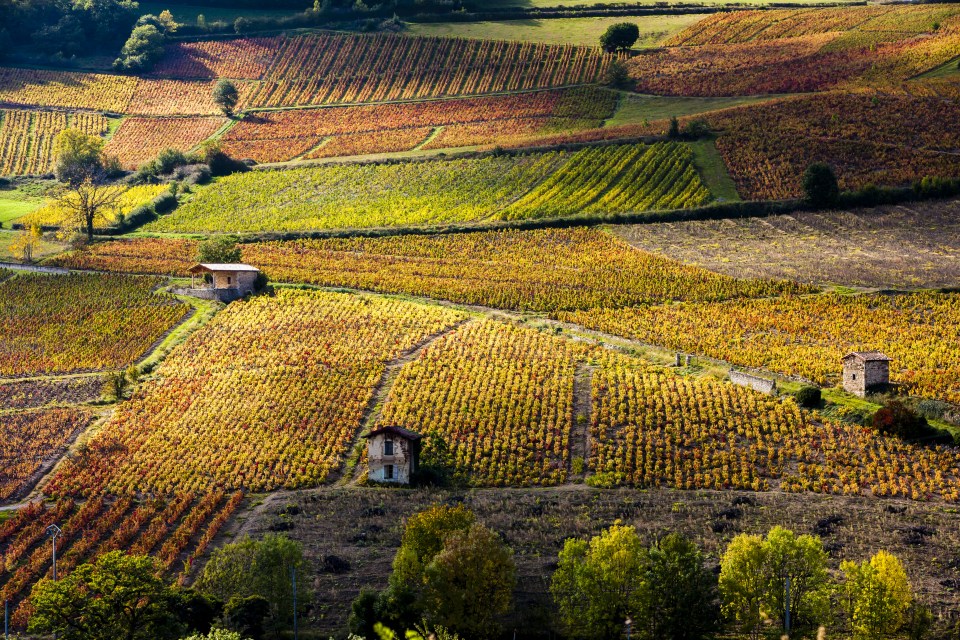 The luscious and picturesque vineyards near Beaujeu