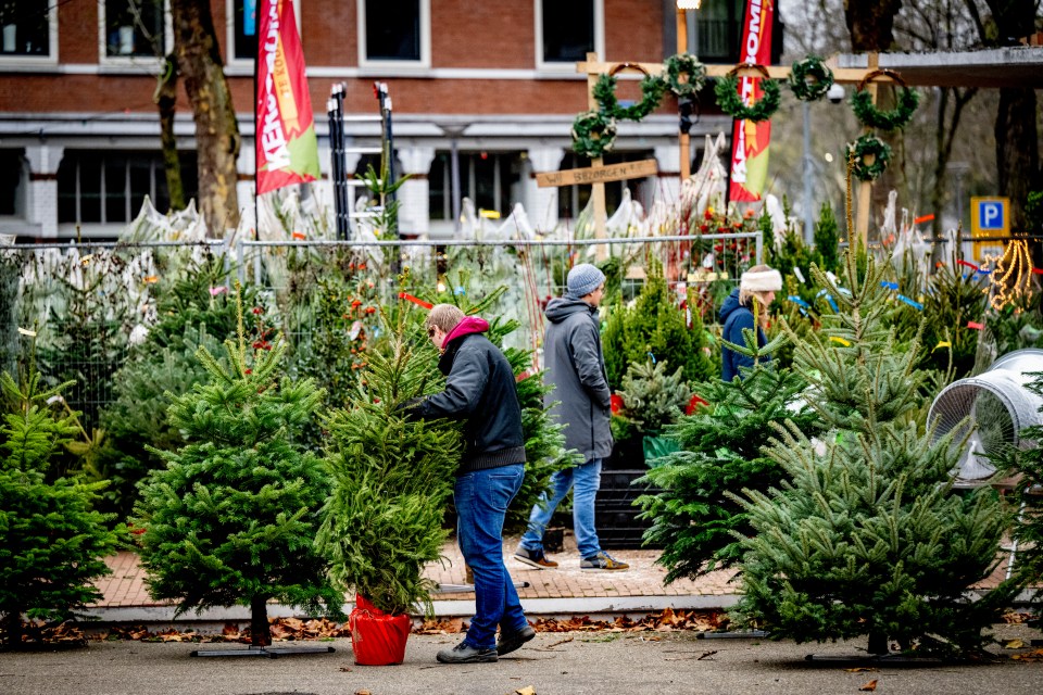 Supermarkets are slashing the price of their real Christmas trees before the big day