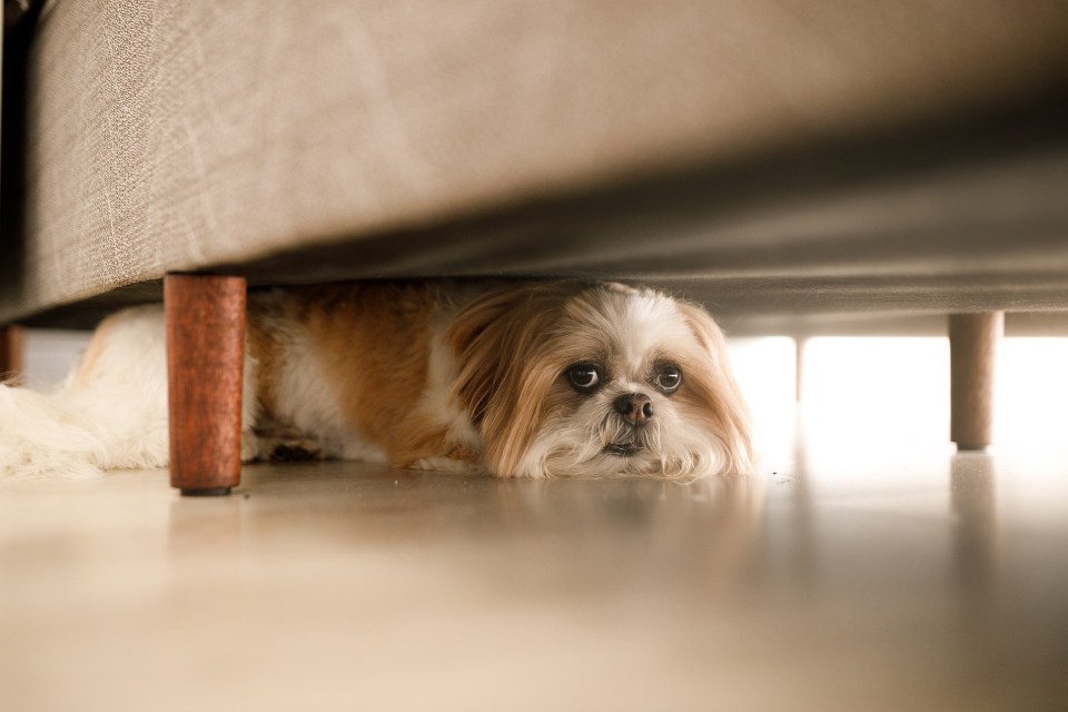  Create a quiet space or 'doggy haven' where your dog can feel in control on New Year's Eve