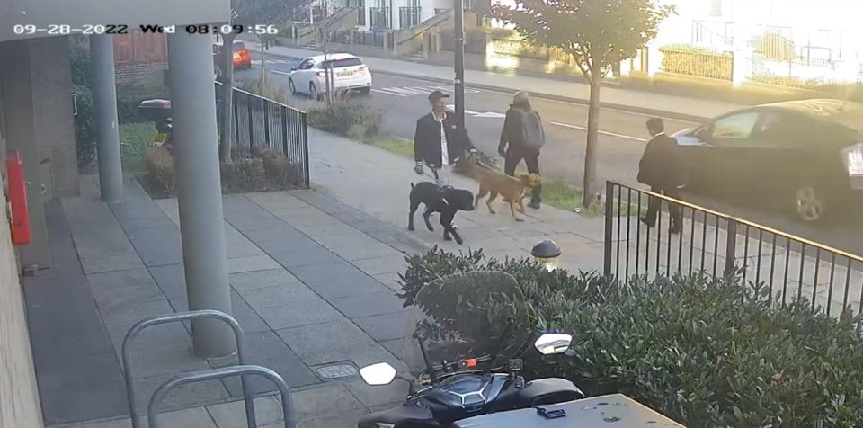 Police have released CCTV footage of a man with his two dogs