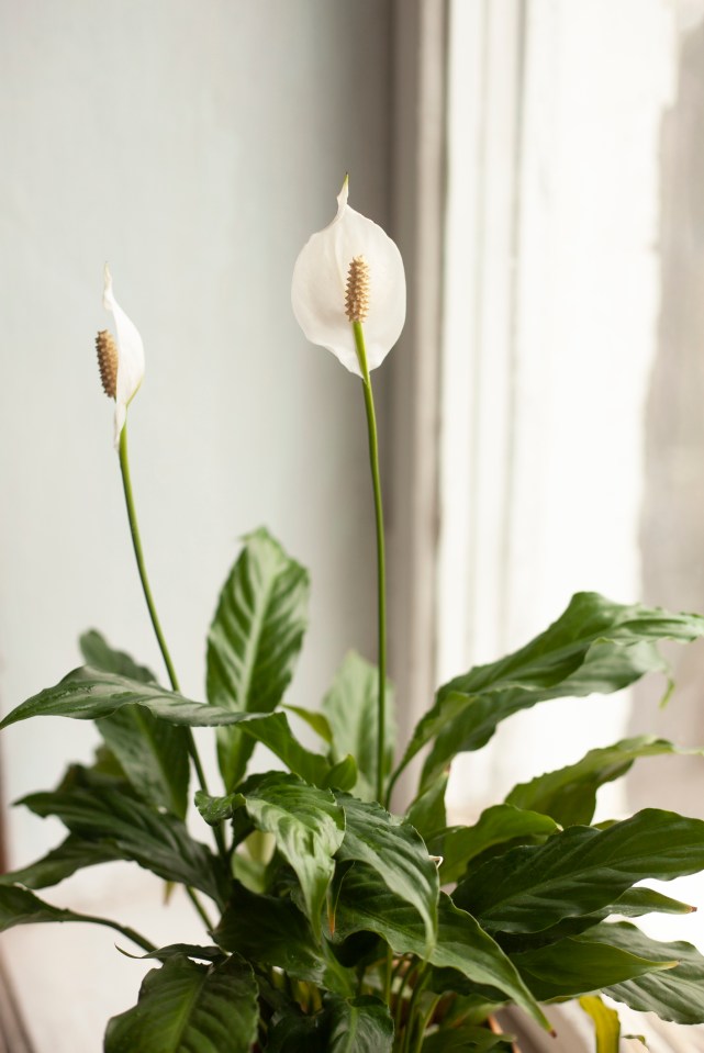 The Peace Lily absorbs water through the air banishing condensation