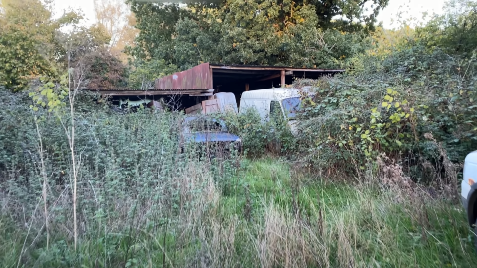 The collection of abandoned classic Fords is almost hidden from view