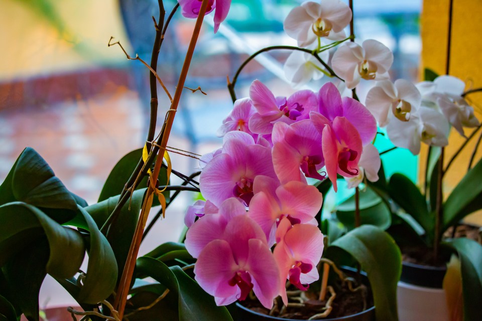 Orchids can absorb mould